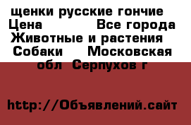 щенки русские гончие › Цена ­ 4 000 - Все города Животные и растения » Собаки   . Московская обл.,Серпухов г.